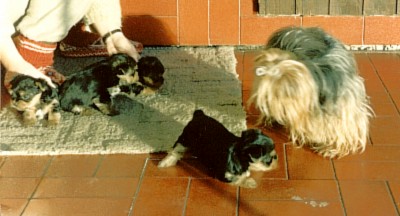 Gari at 6 weeks with his mother Eni and litter mates