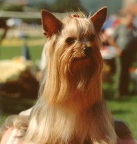 BIS veteran Gari on CAC show in Trbovlje, Slovenia, 1994