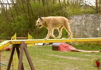 Lejka at agility